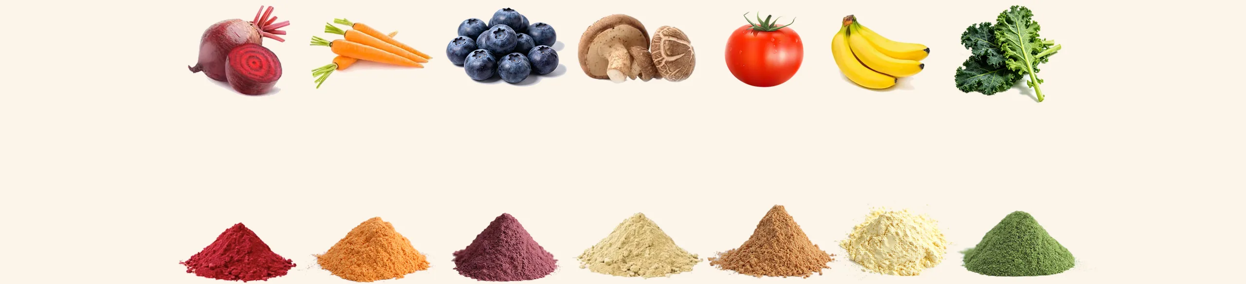 Bio-Zutaten: frisches Gemüse, getrocknetes Gemüse und Gemüsepulver in Reinform