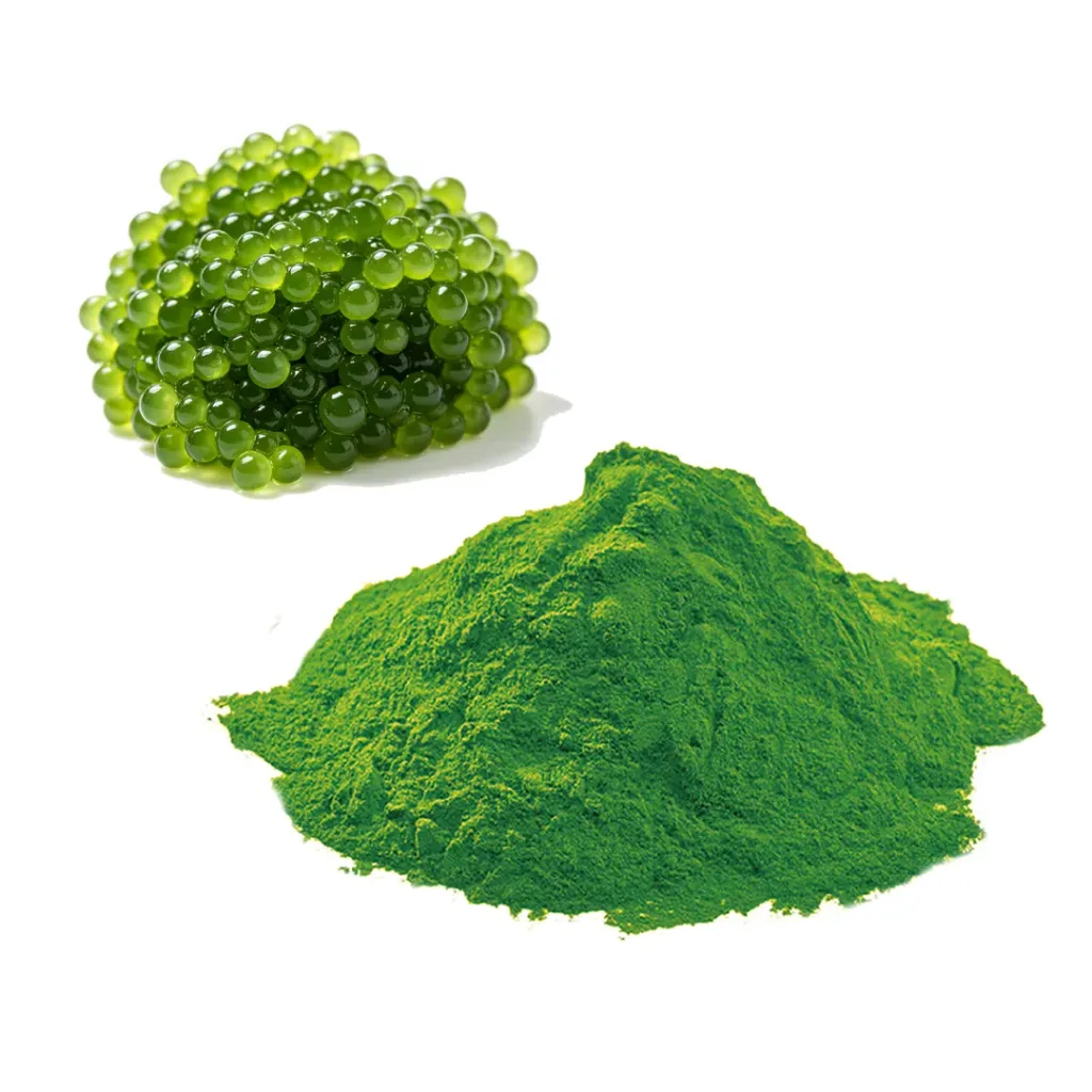 Bio-Chlorella-Pulver