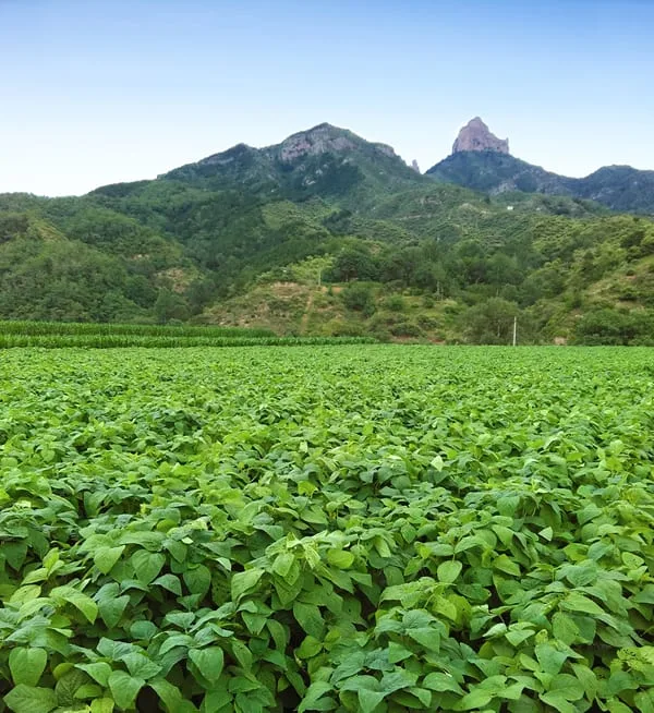 Bio-Anbaufläche des Erzeugers — die Felder von Qimei, Ursprung unserer Produkte